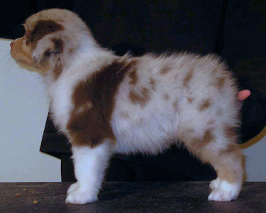 Red Merle male #1, headshot.